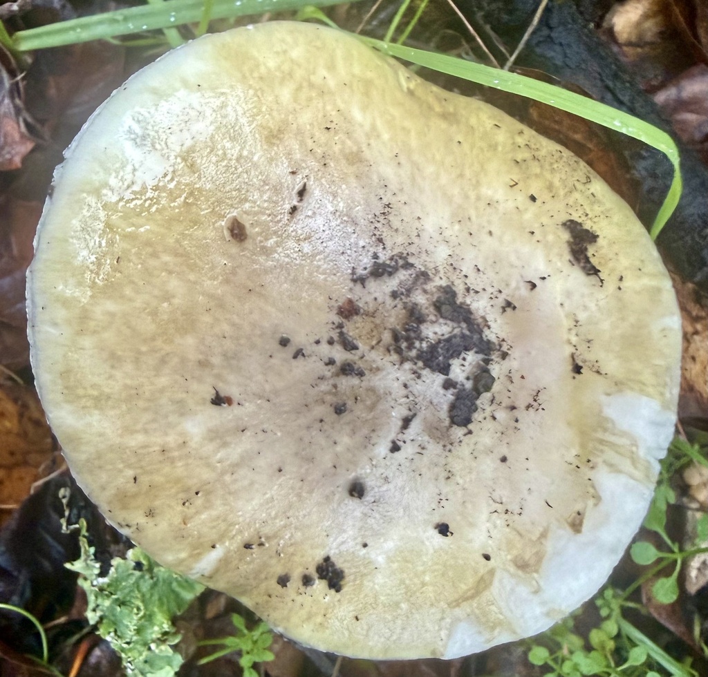 Amanita phalloides · January 2026 · photo: © hllrnnr (iNaturalist, cc0)