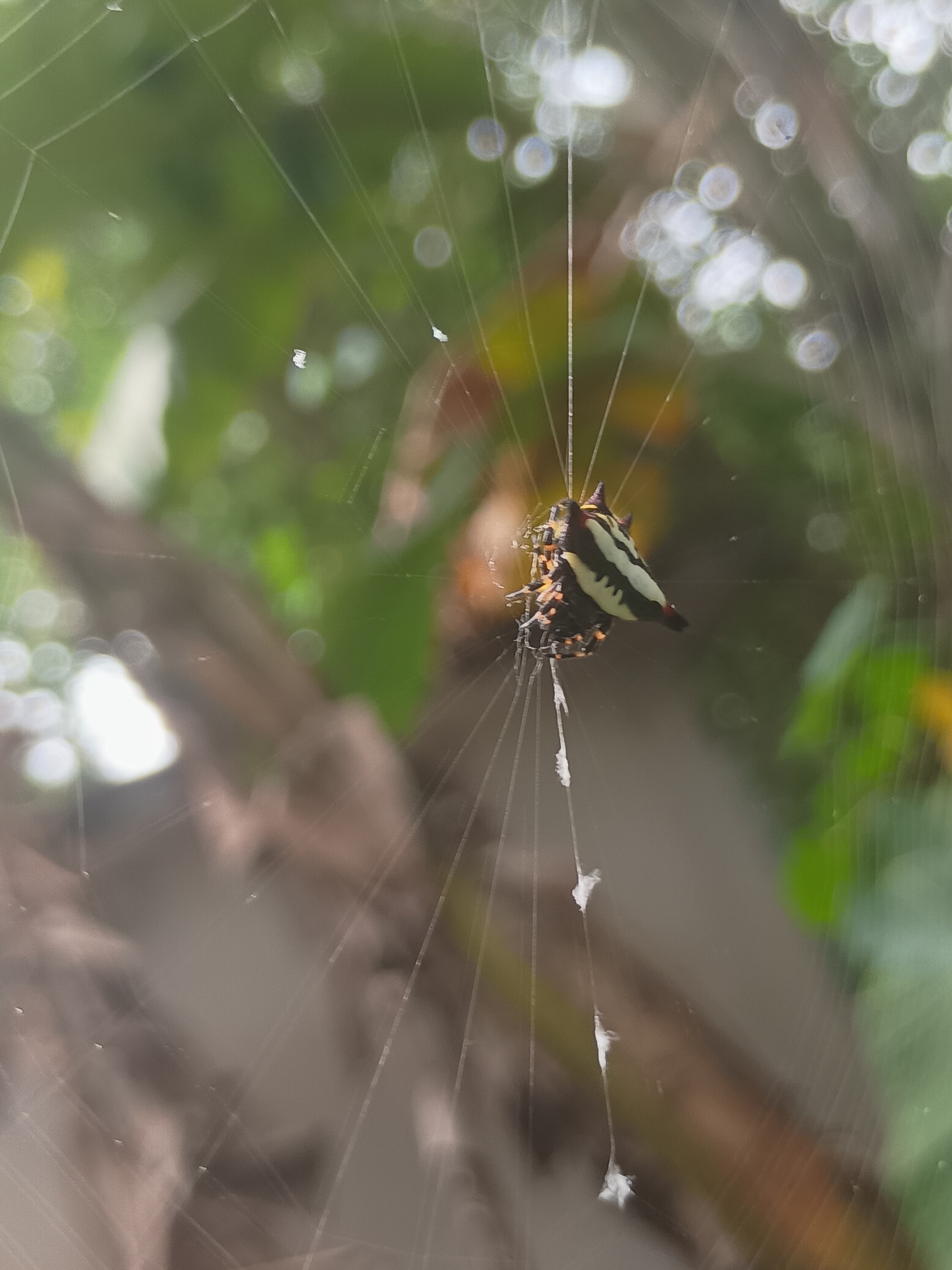 Gasteracantha geminata (Fabricius, 1798)
