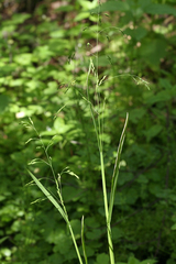 Poa remota