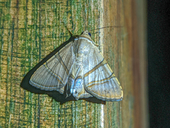 Eulepidotis juncida
