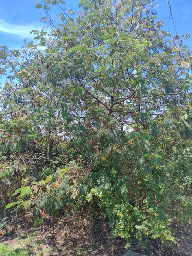 Foto de acácia-de-espigas
