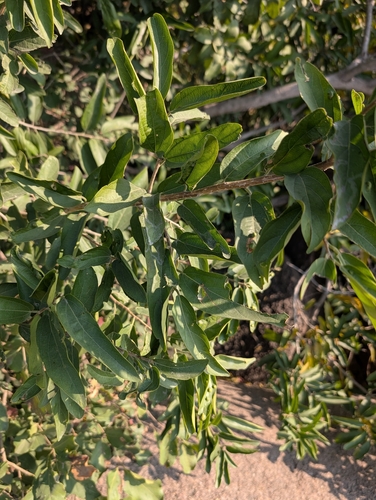 Sage-Leaved Alangium (Alangium salviifolium)