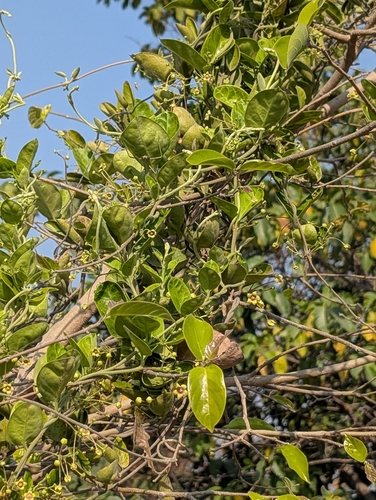 Indian Ipecac (Vincetoxicum indicum)