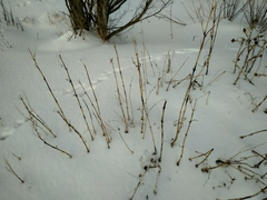 Cyclachaena xanthiifolia