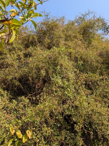 Searsia mysorensis, photograph 5