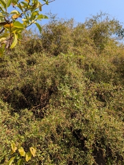 Searsia mysorensis, photograph (c) Ravuri Krishna Chaitanya, some rights reserved (CC BY)