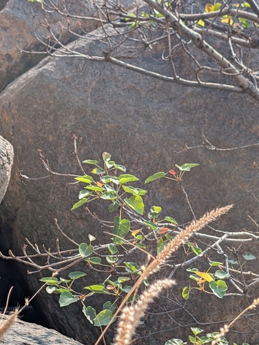 Indian Rock Fig (Ficus arnottiana)