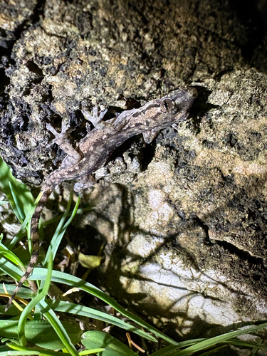Hemidactylus frenatus observed 2026-01-01