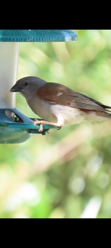 Southern Grey-headed Sparrow (Passer diffusus)