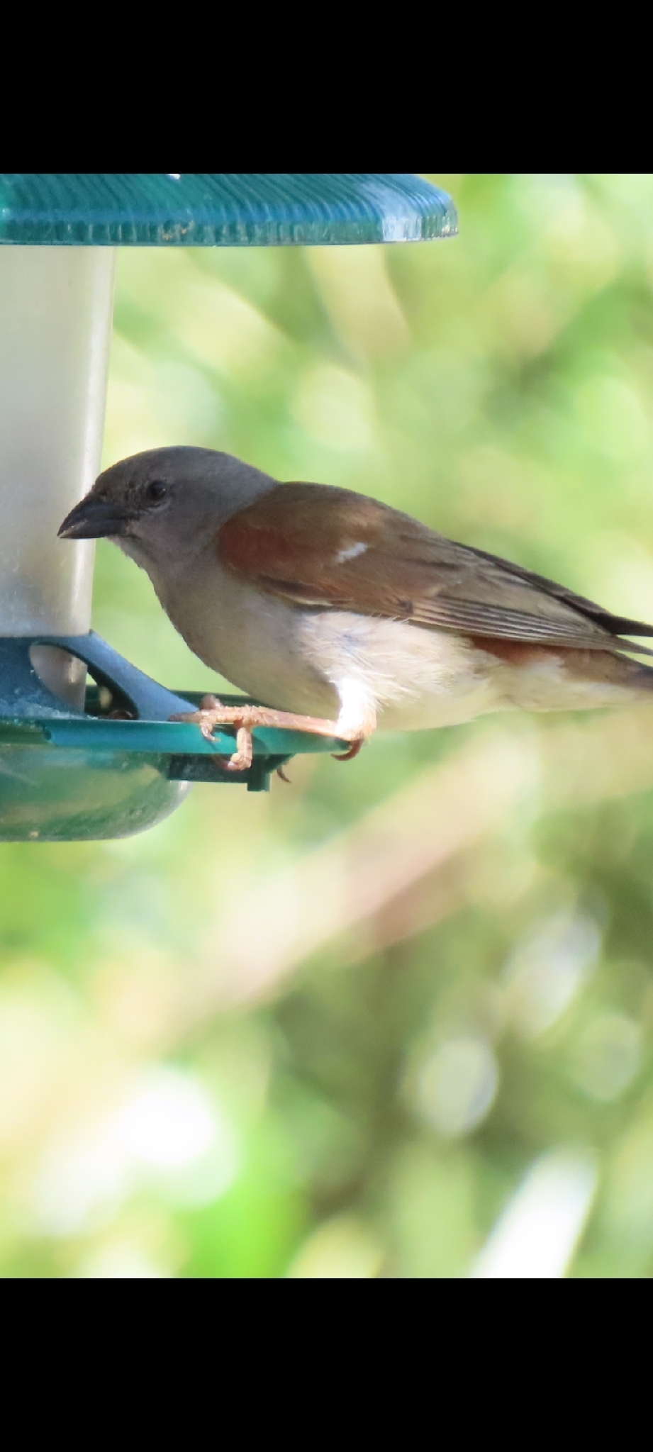 Southern Grey-headed Sparrow (Passer diffusus), photo 1