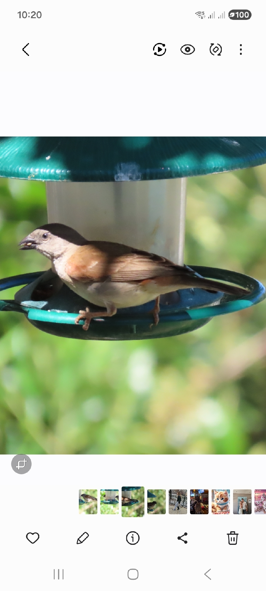Southern Grey-headed Sparrow (Passer diffusus), photo 2