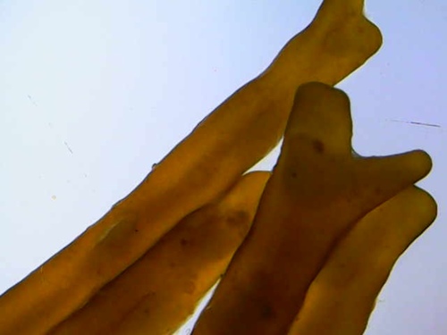Chnoospora, 2026-01-01