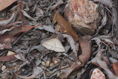 Epidesmia perfabricata