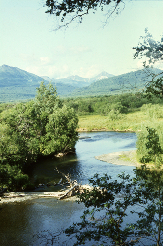 Betula ermanii, photograph 6
