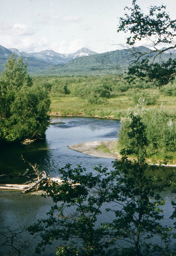 Betula ermanii, photograph 4
