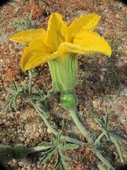 Cucurbita cordata
