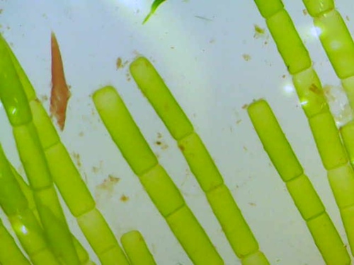 Chaetomorpha antennina observed 2026-01-01