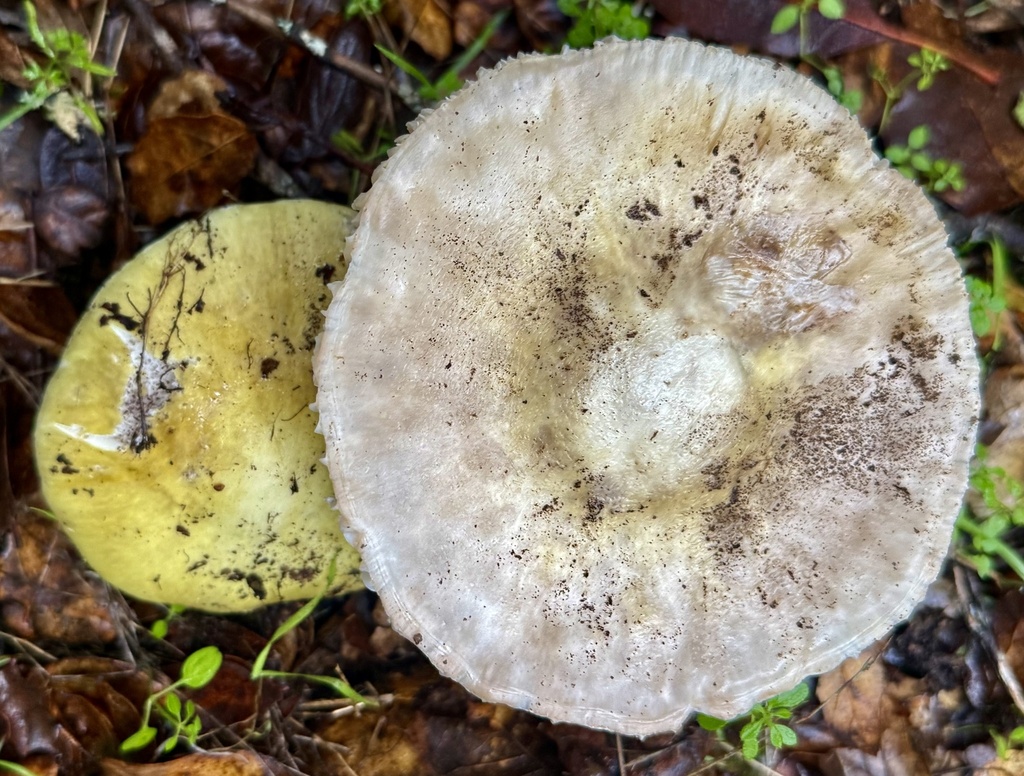 Amanita phalloides · January 2026 · photo: © hllrnnr (iNaturalist, cc0)
