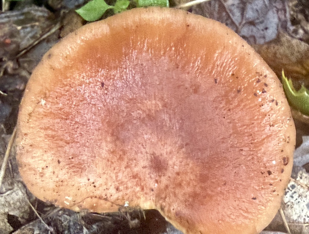 Lactarius xanthogalactus · January 2026 · photo: © hllrnnr (iNaturalist, cc0)