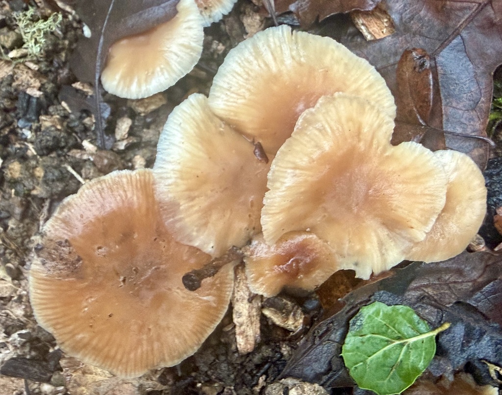 Gymnopus brassicolens · January 2026 · photo: © hllrnnr (iNaturalist, cc0)