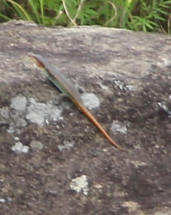 Trachylepis margaritifera (Peters, 1854)