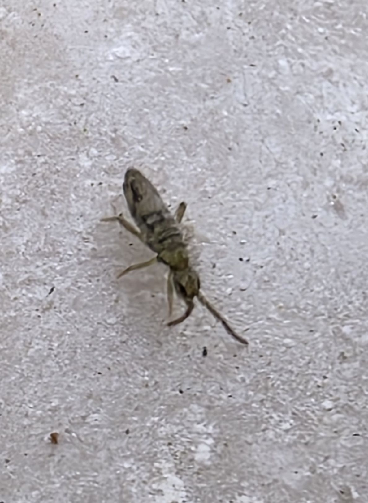 Entomobrya nivalis (C.Linnæus, 1758)