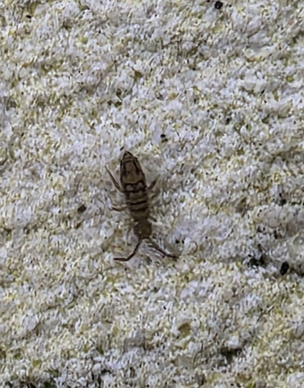 Entomobrya nivalis (C.Linnæus, 1758)