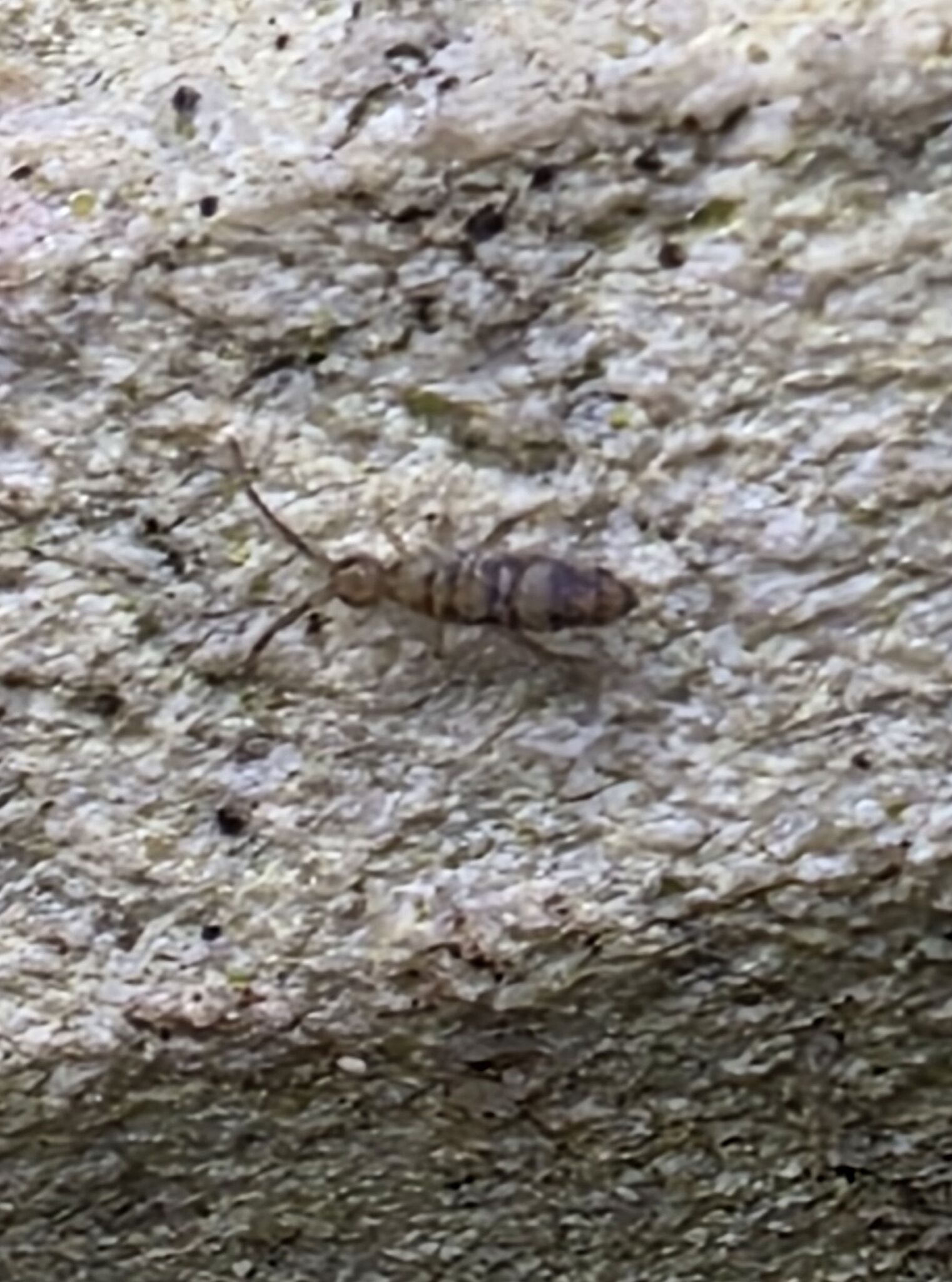 Entomobrya nivalis (C.Linnæus, 1758)