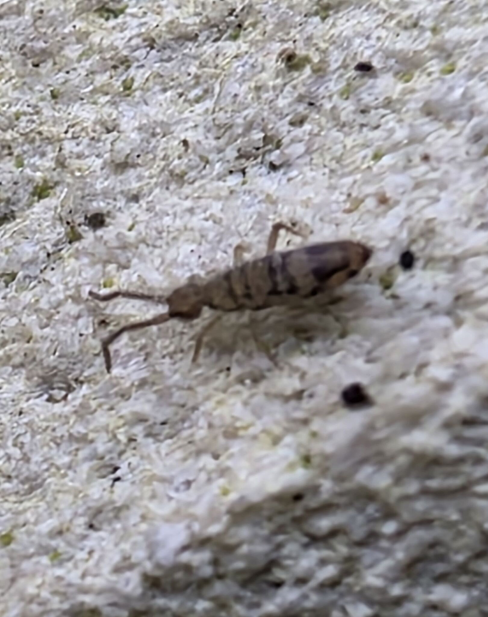 Entomobrya nivalis (C.Linnæus, 1758)