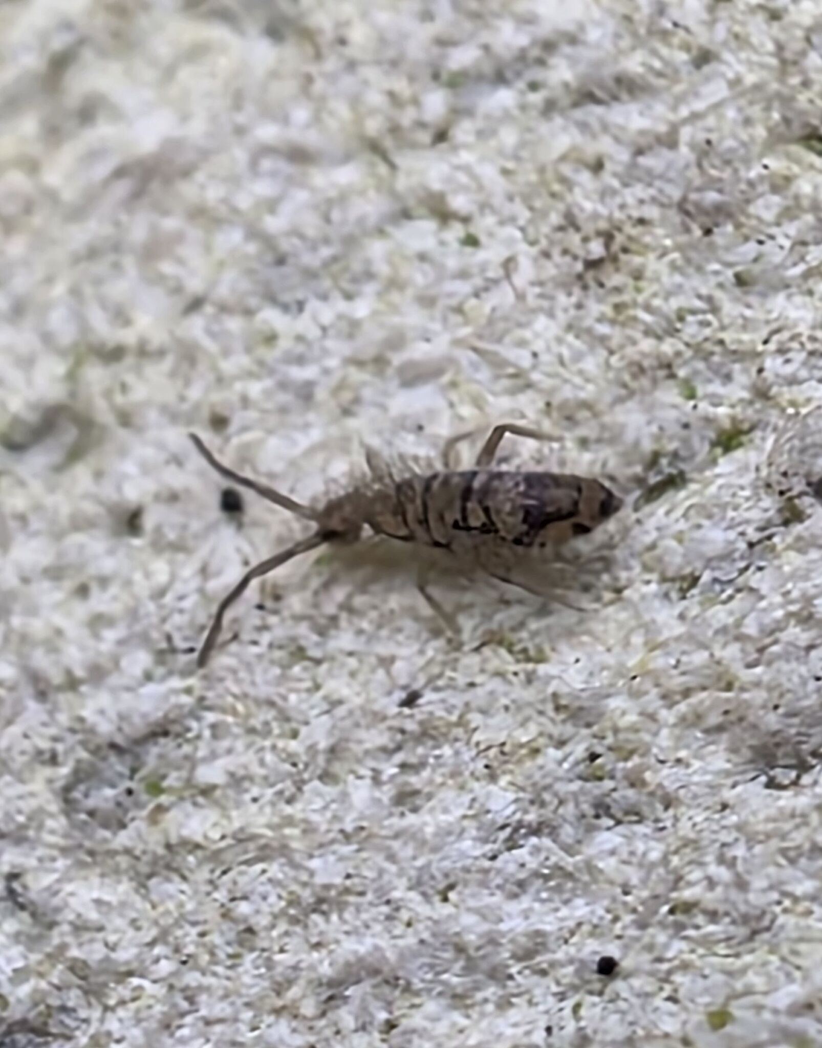 Entomobrya nivalis (C.Linnæus, 1758)