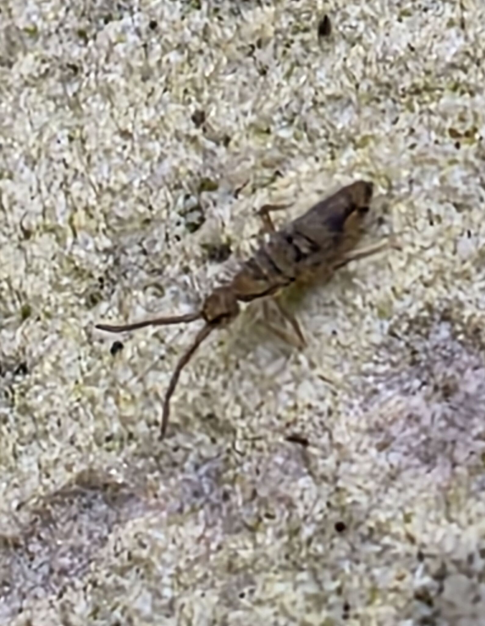 Entomobrya nivalis (C.Linnæus, 1758)
