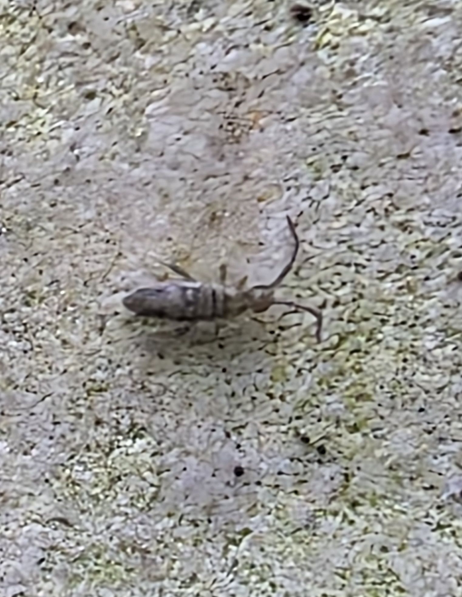 Entomobrya nivalis (C.Linnæus, 1758)