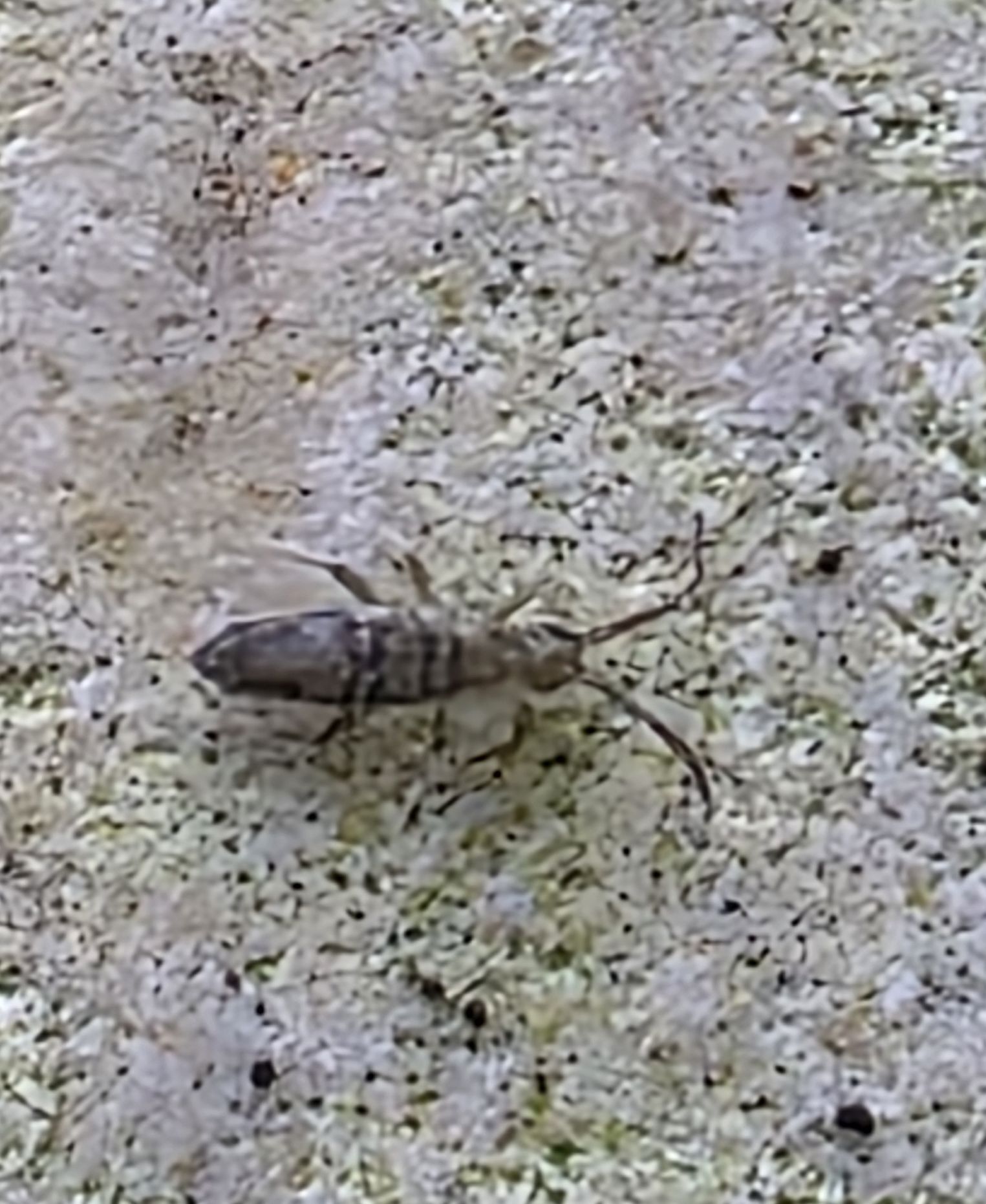 Entomobrya nivalis (C.Linnæus, 1758)