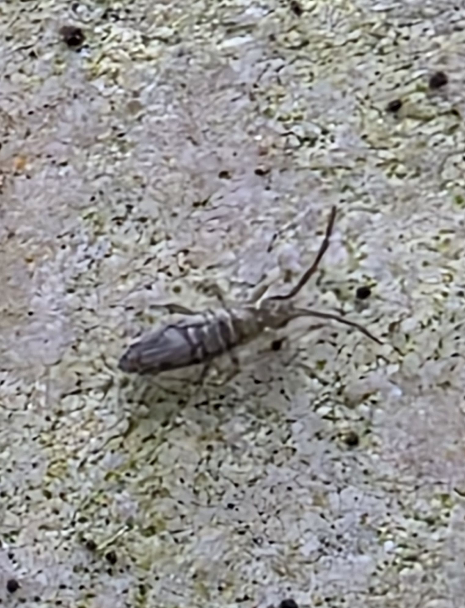 Entomobrya nivalis (C.Linnæus, 1758)