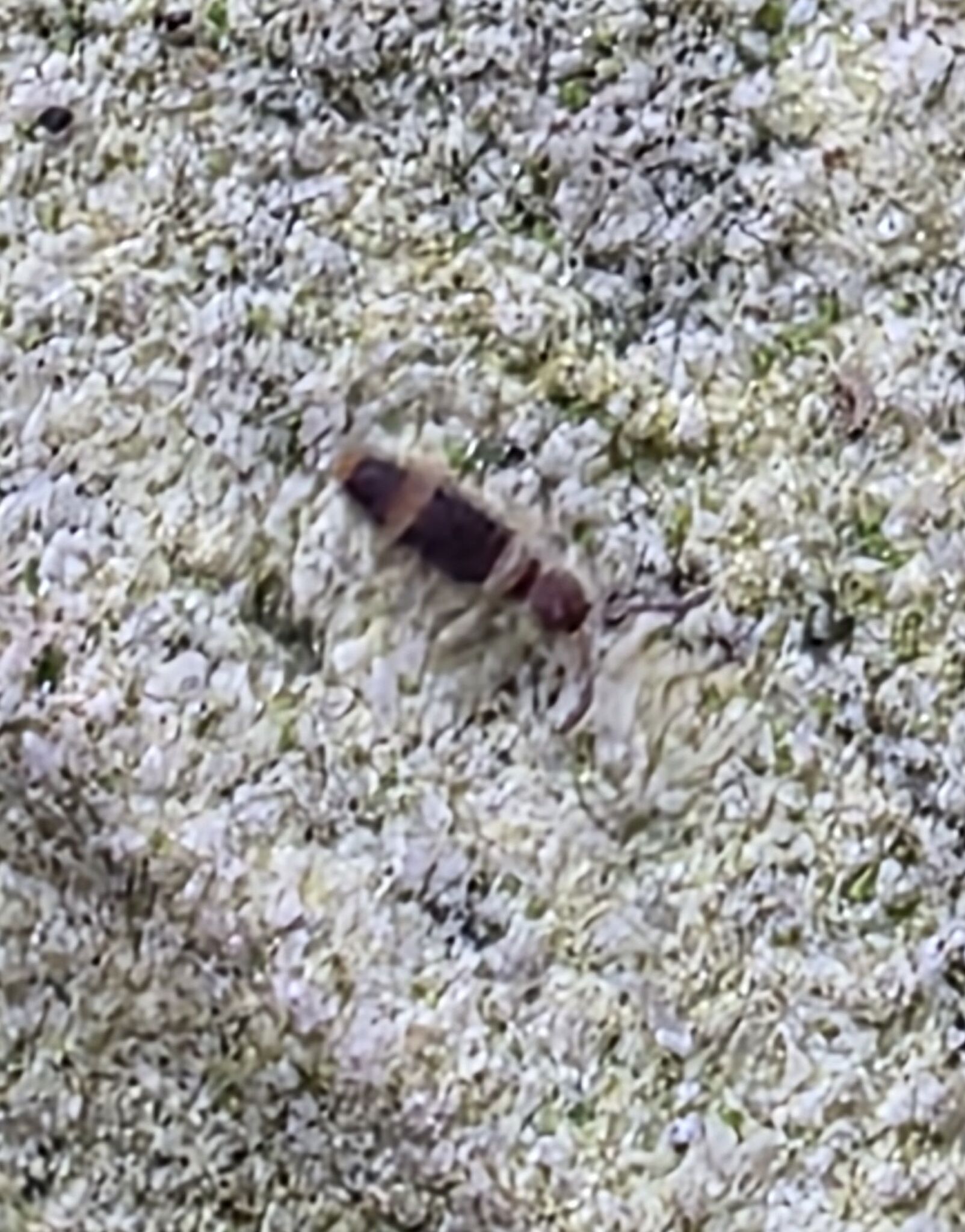 Entomobrya albocincta (R.Templeton, 1836)