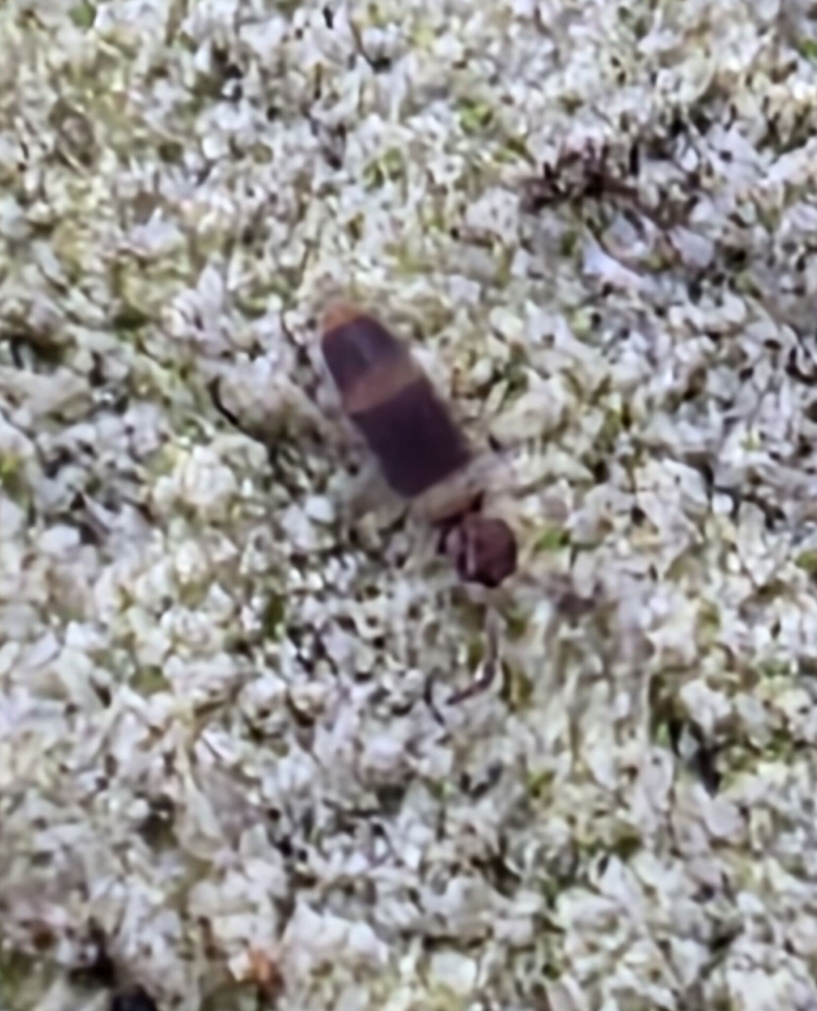 Entomobrya albocincta (R.Templeton, 1836)