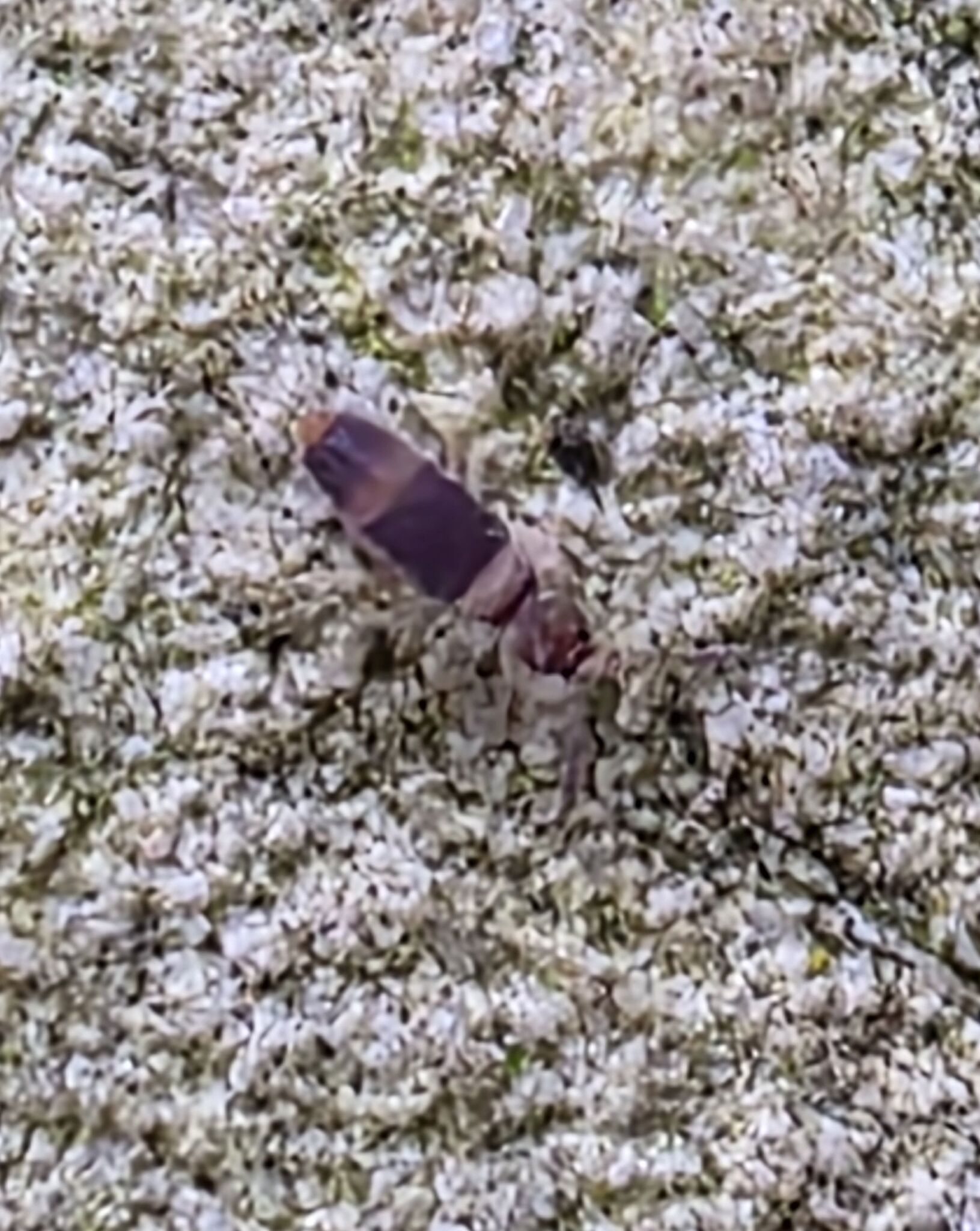Entomobrya albocincta (R.Templeton, 1836)