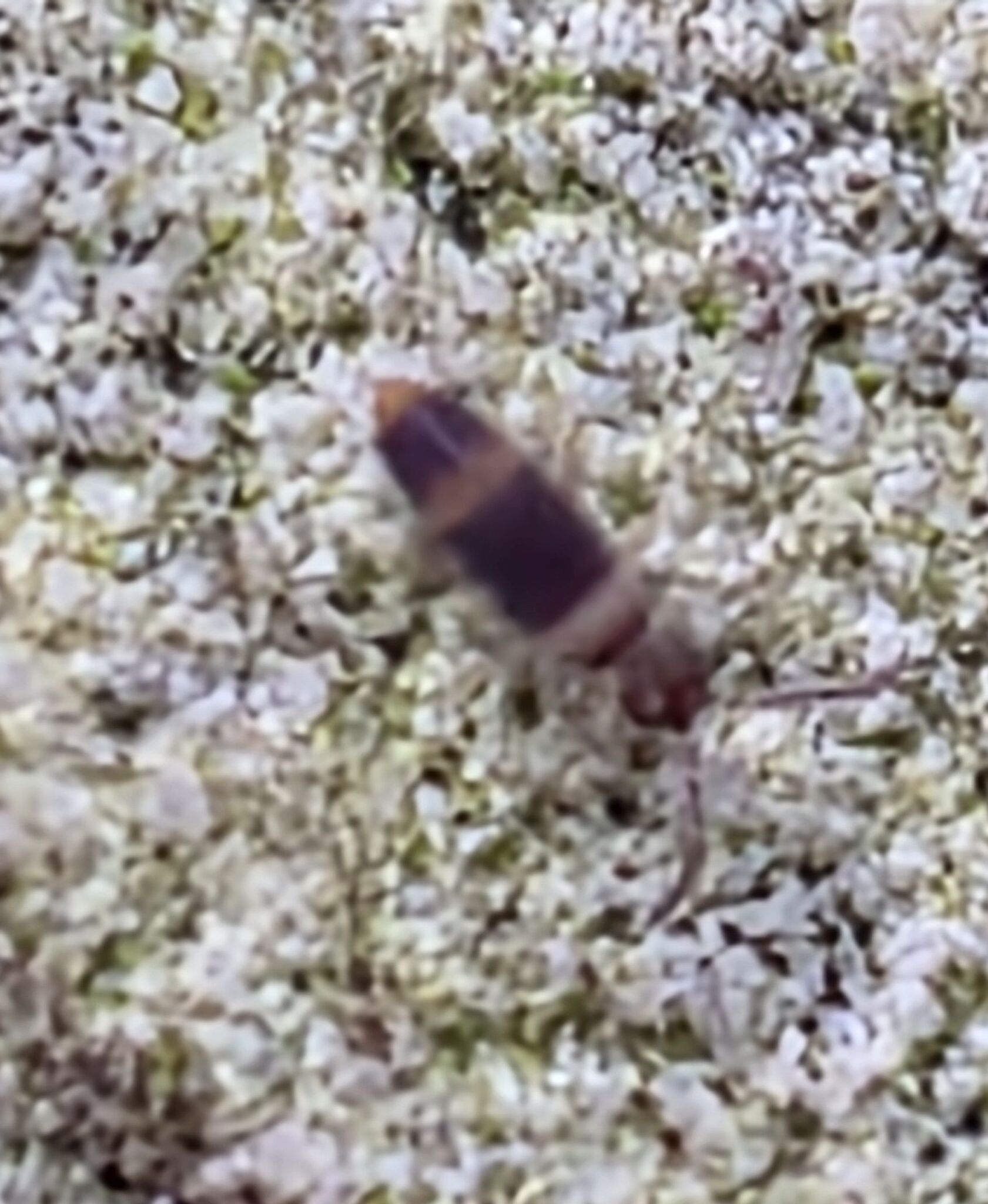 Entomobrya albocincta (R.Templeton, 1836)