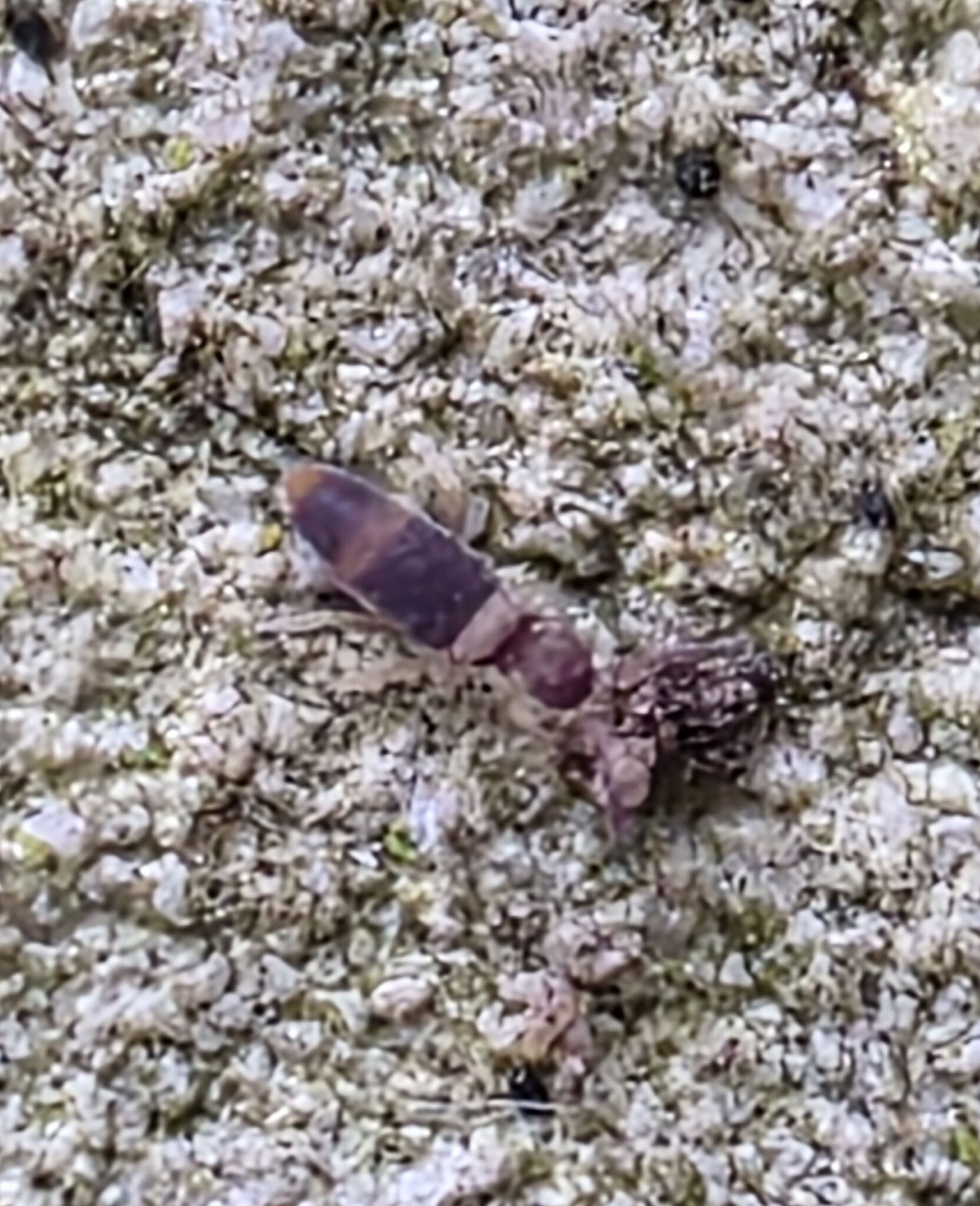 Entomobrya albocincta (R.Templeton, 1836)