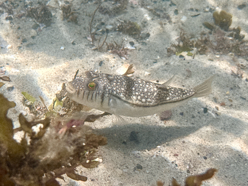 Banded toadfish (Torquigener pleurogramma) — Tetraodontidae — 5