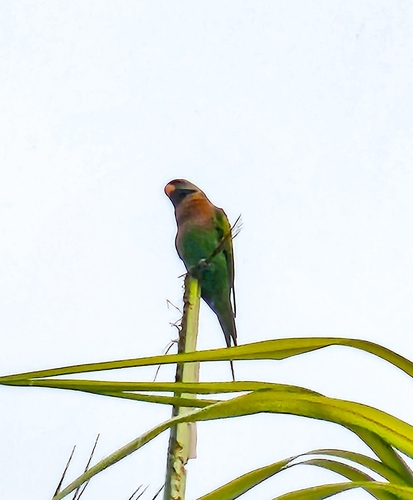 Psittacula alexandri