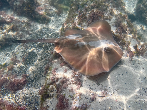 Common stingaree (Trygonoptera testacea) — Urolophidae