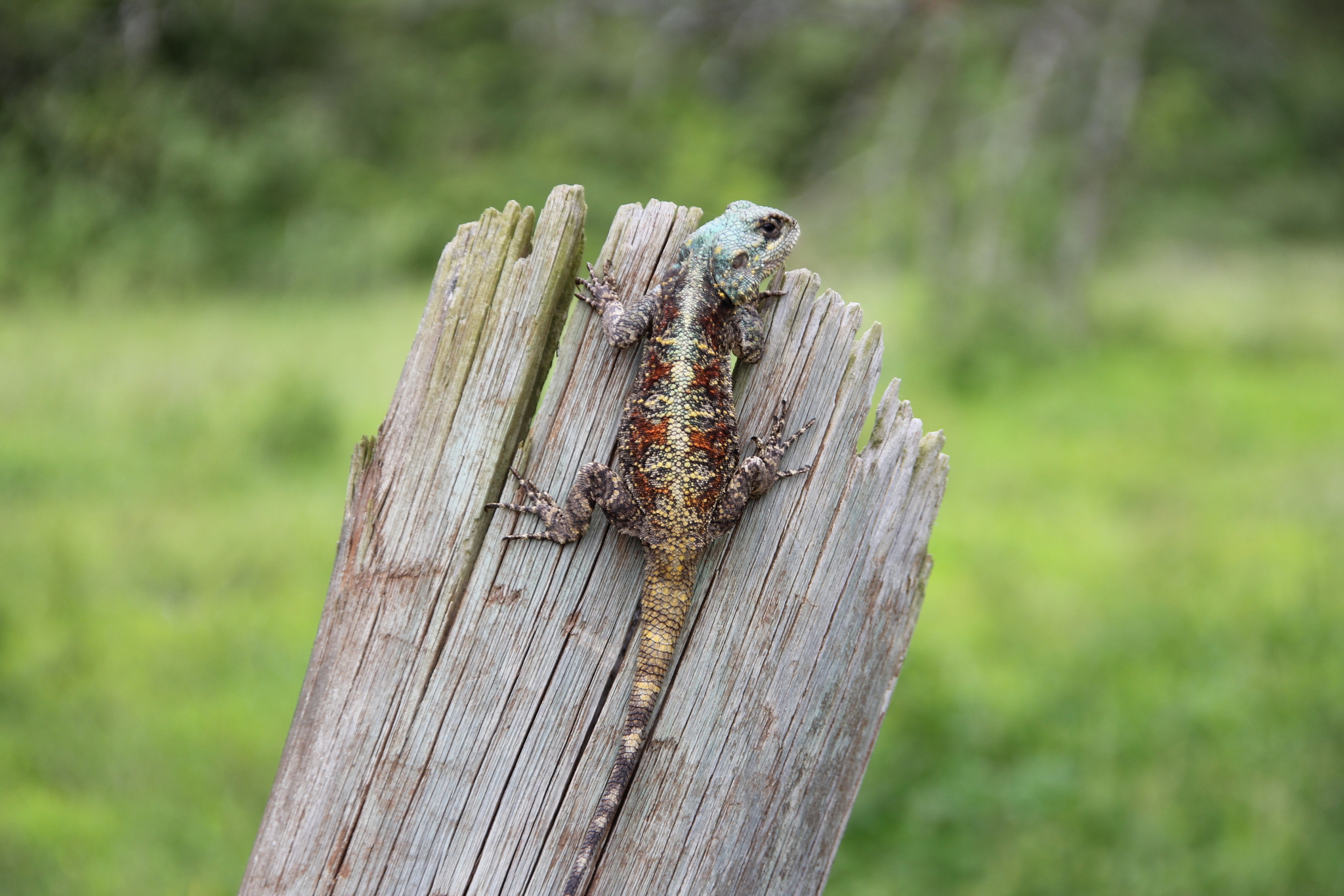 Acanthocercus atricollis (Smith, 1849)