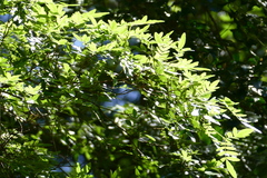 Eucryphia moorei, photograph (c) coenobita, some rights reserved (CC BY)