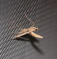 Lineodes elcodes