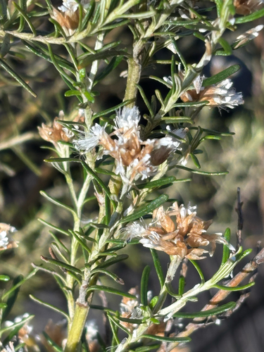 Ozothamnus thyrsoideus observed 2026-01-02