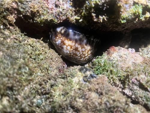 Cypraea maculifera observed 2026-01-01