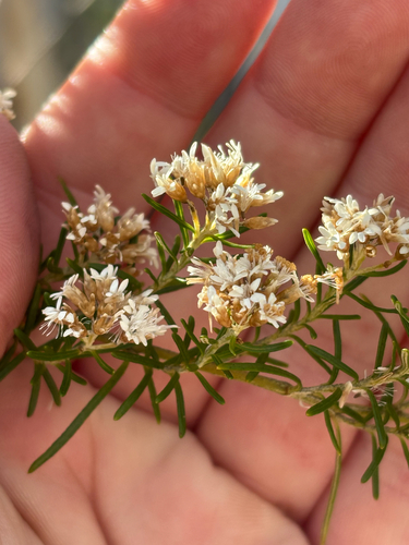 Ozothamnus thyrsoideus observed 2026-01-02
