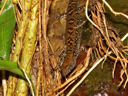 Berdmore’s Water Skink, Tropidophorus berdmorei