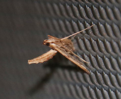 Lineodes elcodes